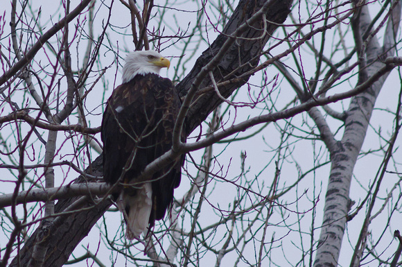 Squaw Creek Bald Eagle