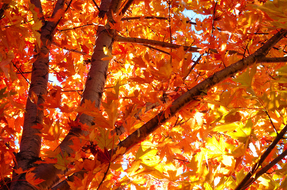 Fall Colors 2013