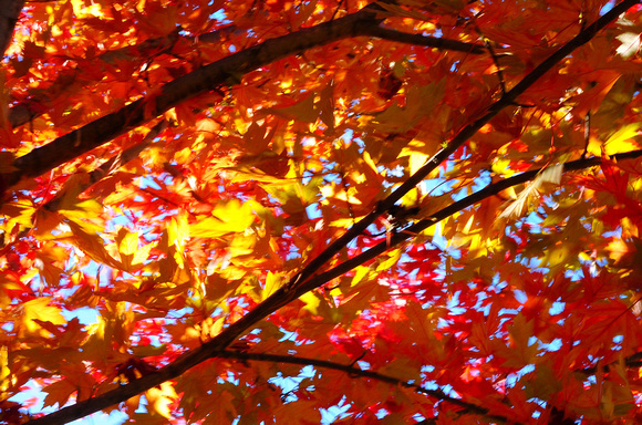 Fall Colors 2013