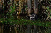 Raccoon at Elam Bend