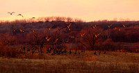 Geese at Twilight