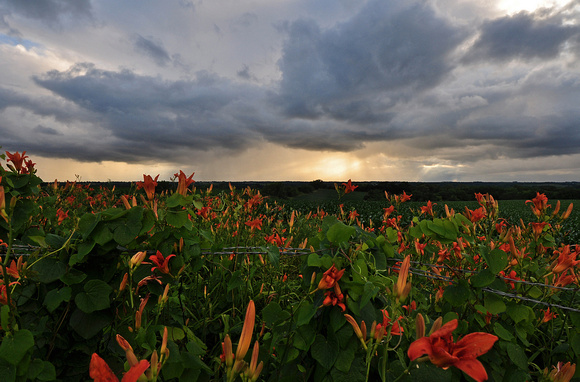 Storm Clouds with Lilies